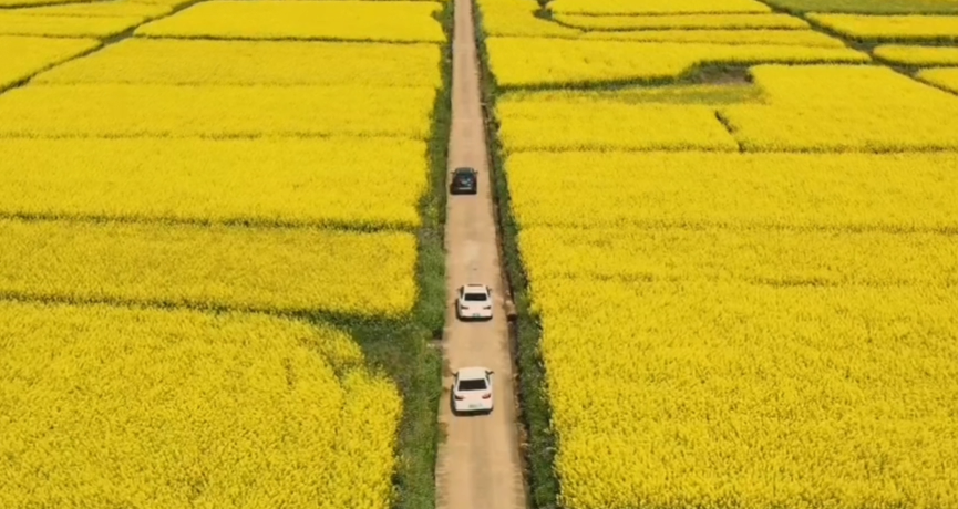 春满花田，一赏美好，不负好时光（春游）