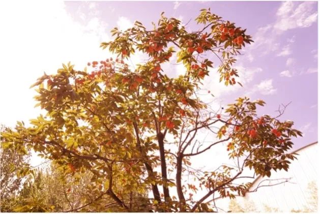 20221107103312790113